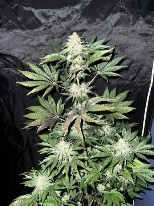 Seguimiento Royal Queen Seeds y Plagron. Week 12 - 2