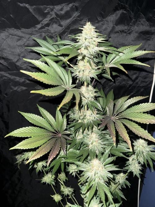 Seguimiento Royal Queen Seeds y Plagron. Week 12 - 2