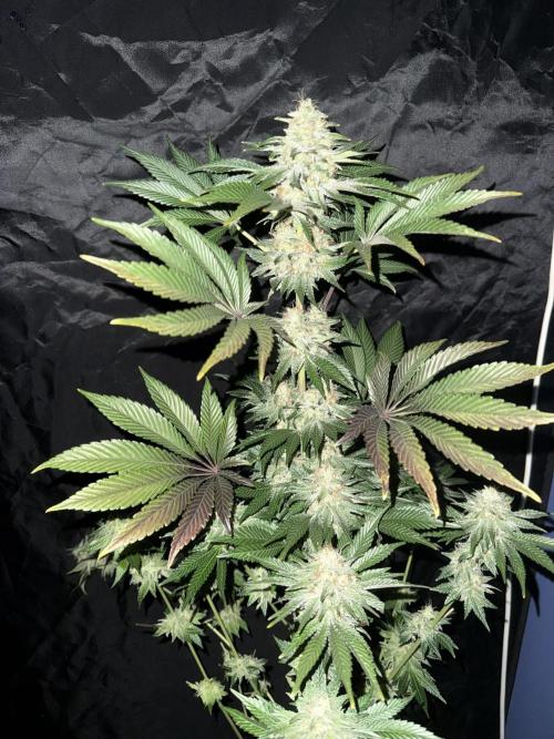 Seguimiento Royal Queen Seeds y Plagron. Week 12 - 2