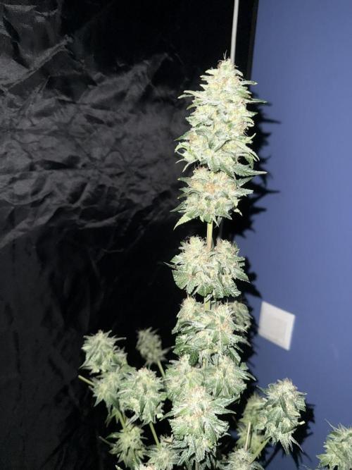 Seguimiento Royal Queen Seeds y Plagron. Week 12 - 2