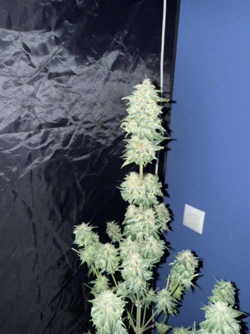 Seguimiento Royal Queen Seeds y Plagron. Week 12 - 2