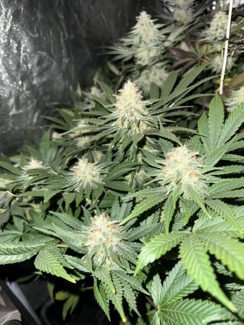 Seguimiento Royal Queen Seeds y Plagron. Week 12