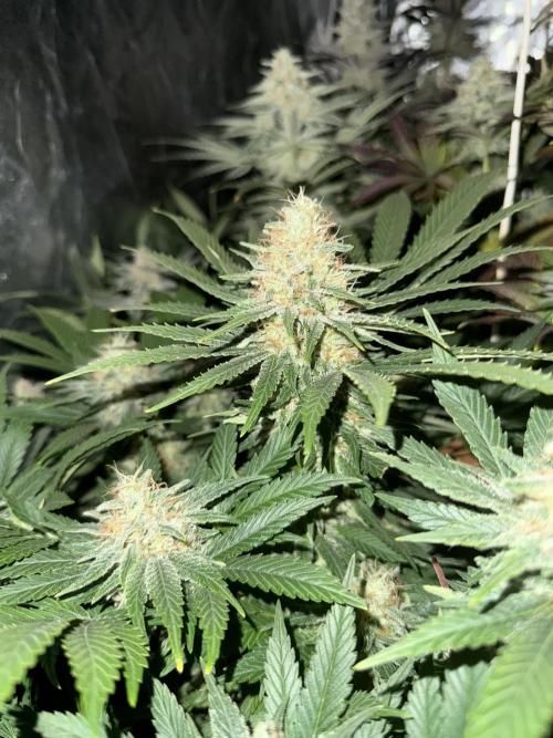 Seguimiento Royal Queen Seeds y Plagron. Week 12