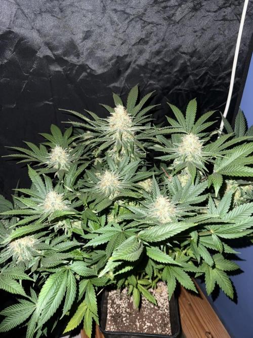 Seguimiento Royal Queen Seeds y Plagron. Week 12