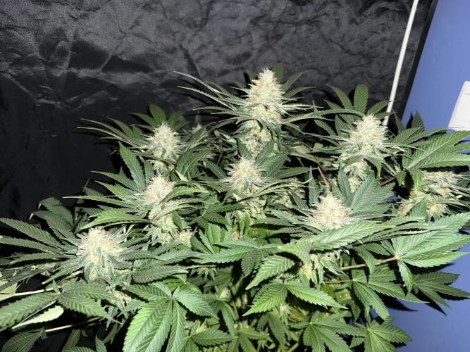 Seguimiento Royal Queen Seeds y Plagron. Week 12
