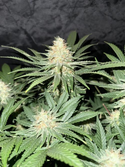 Seguimiento Royal Queen Seeds y Plagron. Week 12
