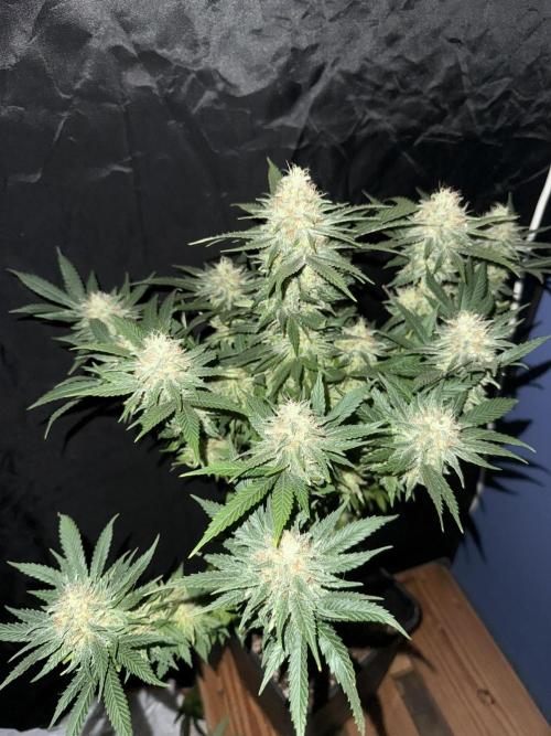 Seguimiento Royal Queen Seeds y Plagron. Week 12