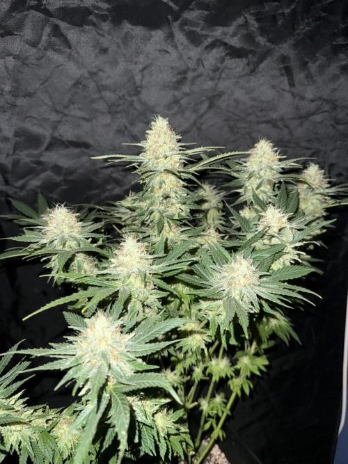Seguimiento Royal Queen Seeds y Plagron. Week 12
