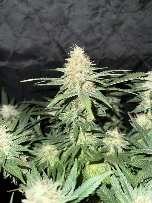 Seguimiento Royal Queen Seeds y Plagron. Week 12