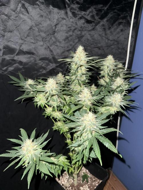 Seguimiento Royal Queen Seeds y Plagron. Week 12