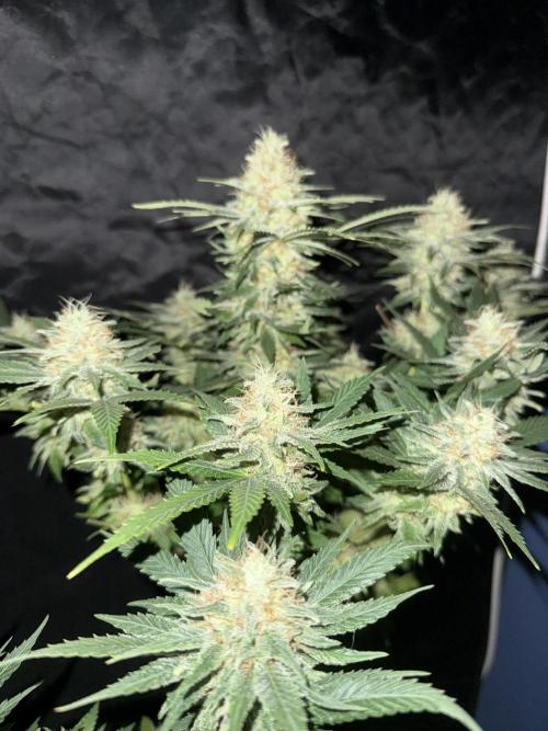Seguimiento Royal Queen Seeds y Plagron. Week 12