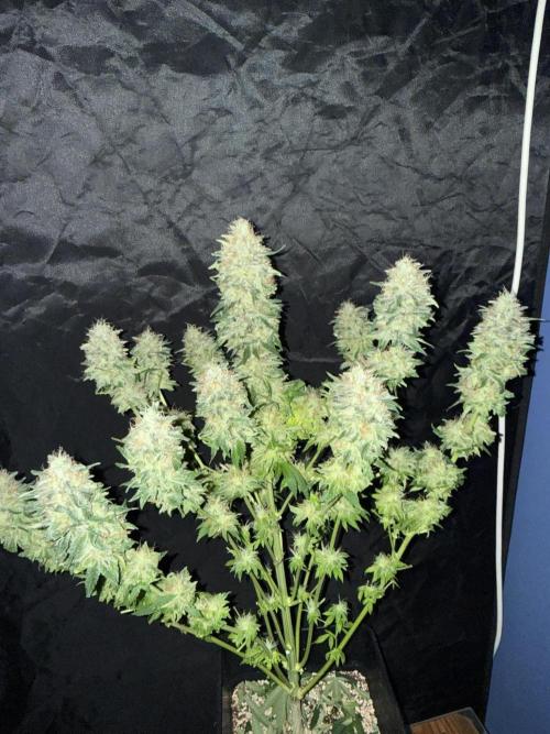 Seguimiento Royal Queen Seeds y Plagron. Week 12