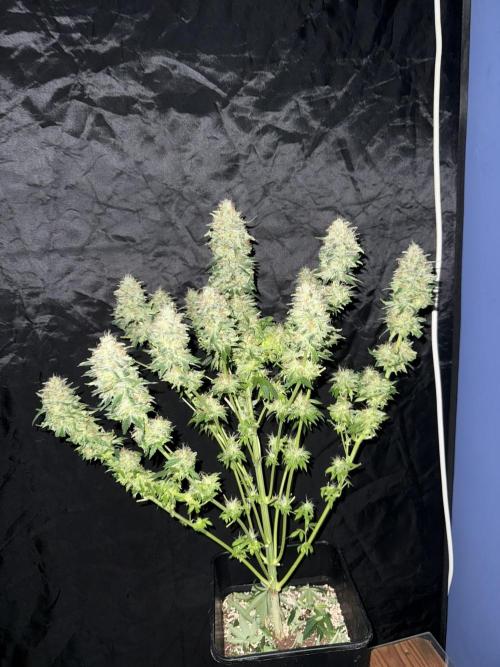 Seguimiento Royal Queen Seeds y Plagron. Week 12