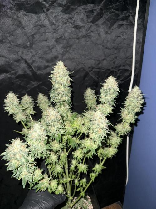 Seguimiento Royal Queen Seeds y Plagron. Week 12