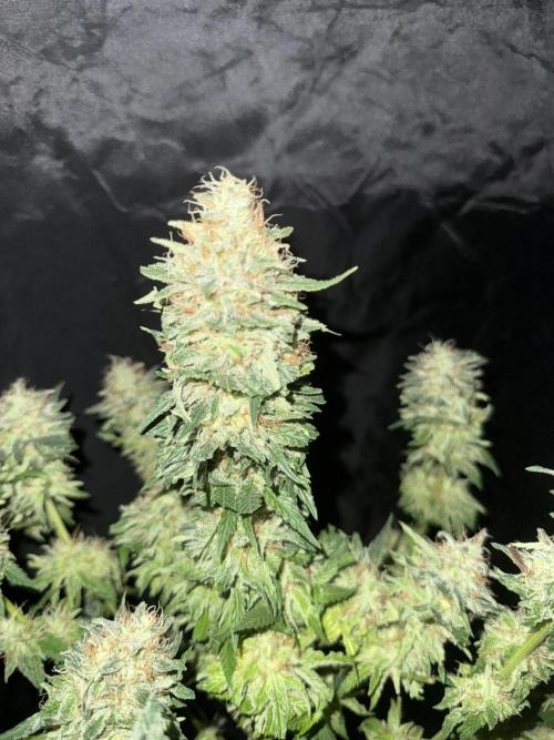 Seguimiento Royal Queen Seeds y Plagron. Week 12