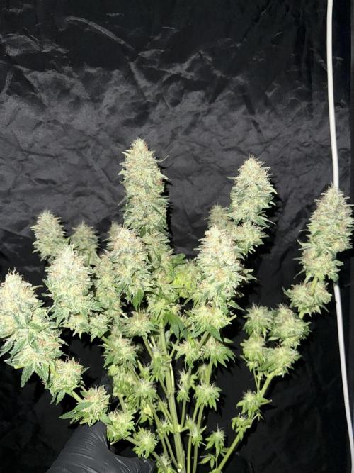 Seguimiento Royal Queen Seeds y Plagron. Week 12