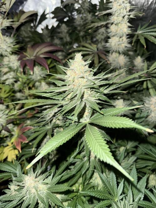 Seguimiento Royal Queen Seeds y Plagron. Week 12