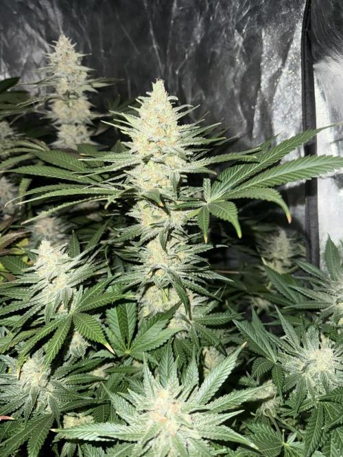 Seguimiento Royal Queen Seeds y Plagron. Week 12