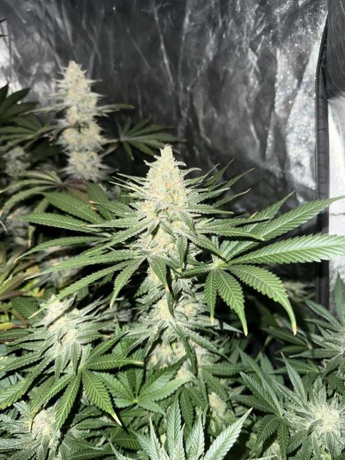 Seguimiento Royal Queen Seeds y Plagron. Week 12