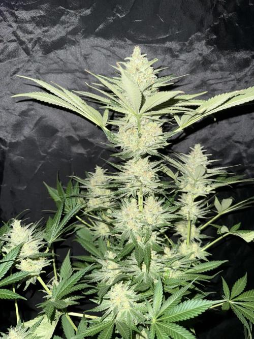 Seguimiento Royal Queen Seeds y Plagron. Week 12