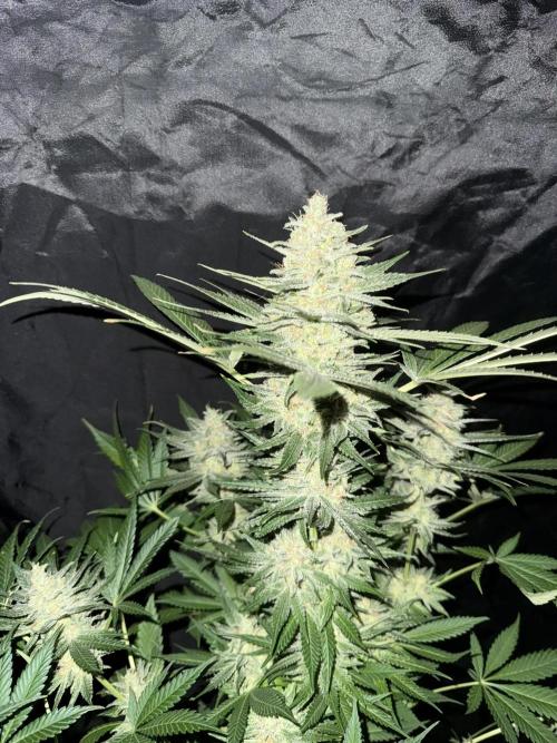 Seguimiento Royal Queen Seeds y Plagron. Week 12