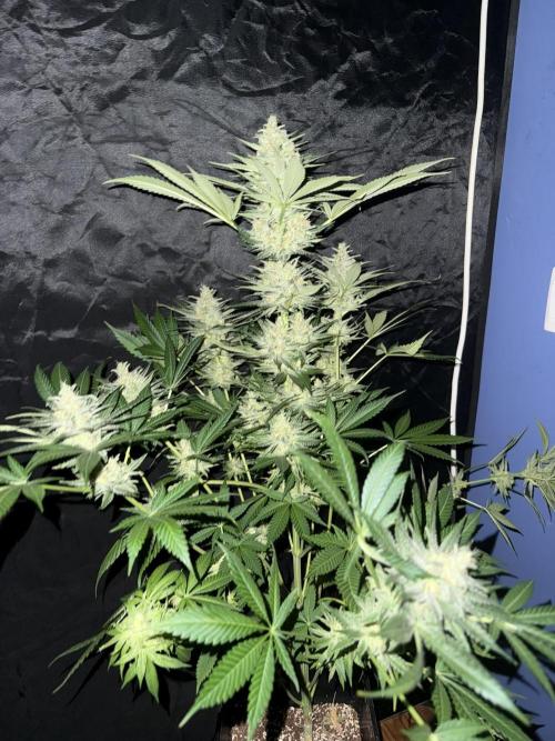 Seguimiento Royal Queen Seeds y Plagron. Week 12