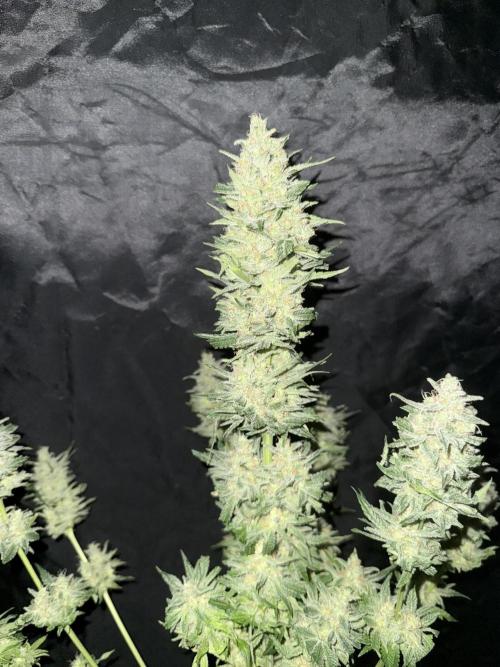 Seguimiento Royal Queen Seeds y Plagron. Week 12