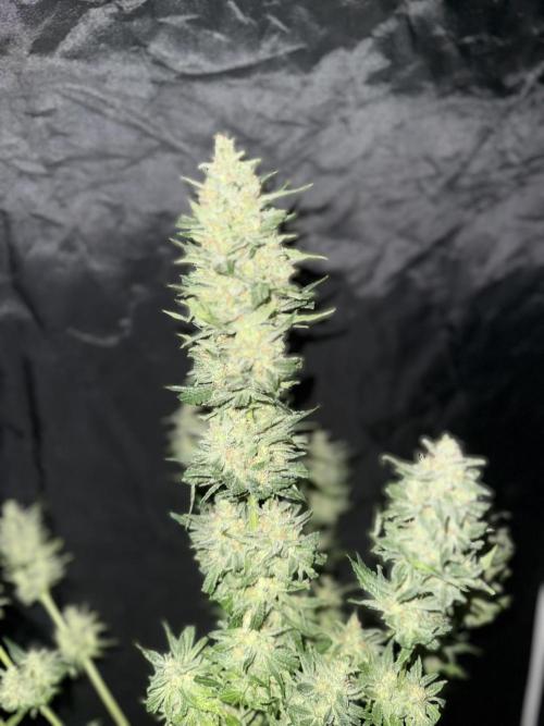 Seguimiento Royal Queen Seeds y Plagron. Week 12