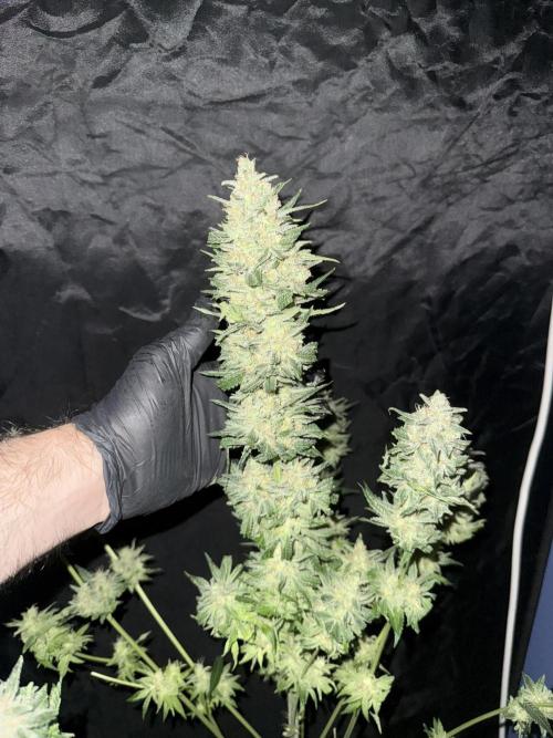 Seguimiento Royal Queen Seeds y Plagron. Week 12