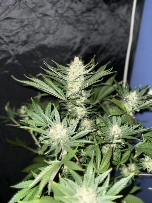 Seguimiento Royal Queen Seeds y Plagron. Week 12