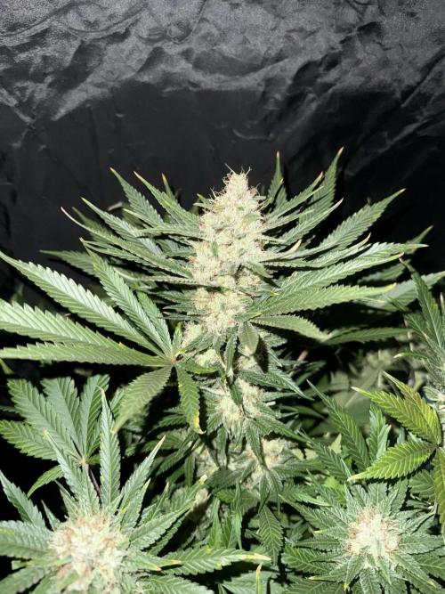 Seguimiento Royal Queen Seeds y Plagron. Week 12