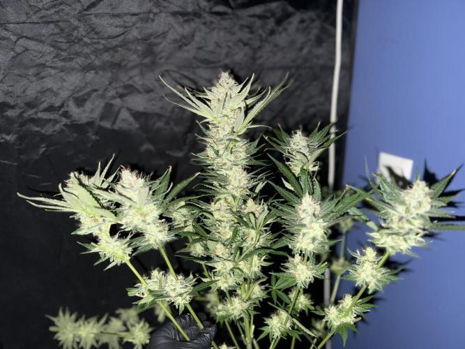 Seguimiento Royal Queen Seeds y Plagron. Week 12