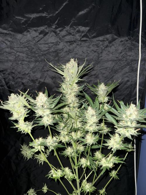 Seguimiento Royal Queen Seeds y Plagron. Week 12