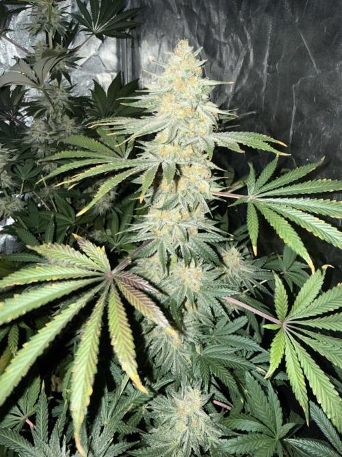 Seguimiento Royal Queen Seeds y Plagron. Week 12