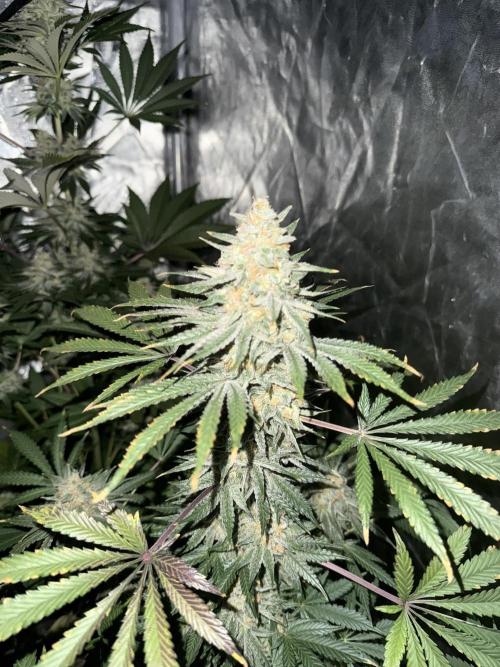 Seguimiento Royal Queen Seeds y Plagron. Week 12