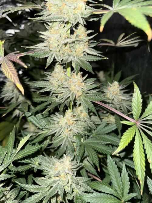 Seguimiento Royal Queen Seeds y Plagron. Week 12