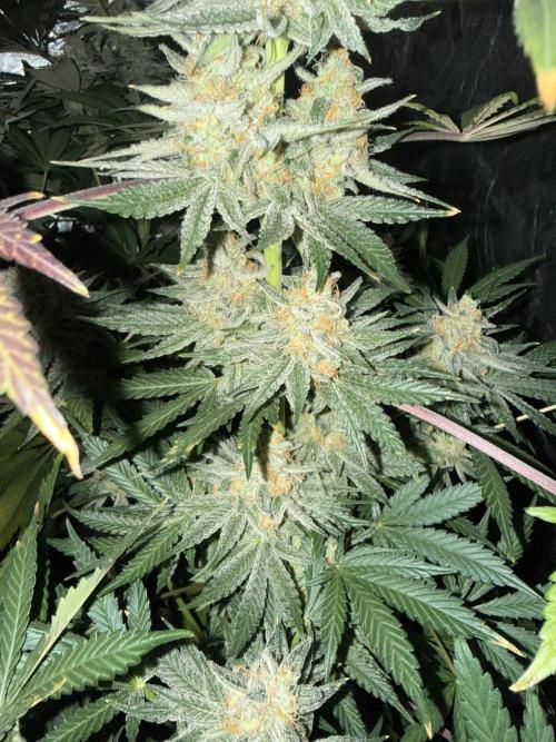 Seguimiento Royal Queen Seeds y Plagron. Week 12