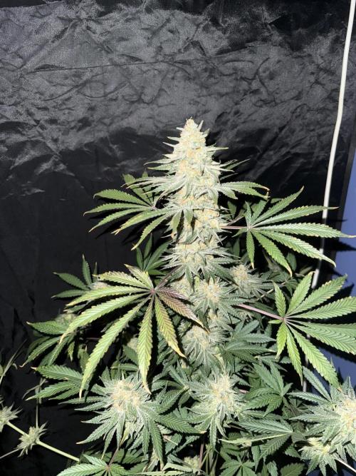 Seguimiento Royal Queen Seeds y Plagron. Week 12