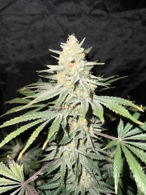 Seguimiento Royal Queen Seeds y Plagron. Week 12