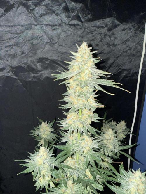 Seguimiento Royal Queen Seeds y Plagron. Week 12