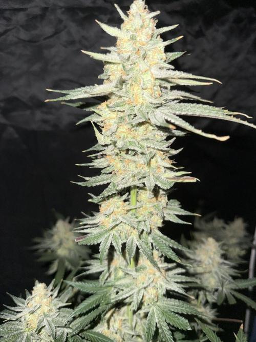Seguimiento Royal Queen Seeds y Plagron. Week 12