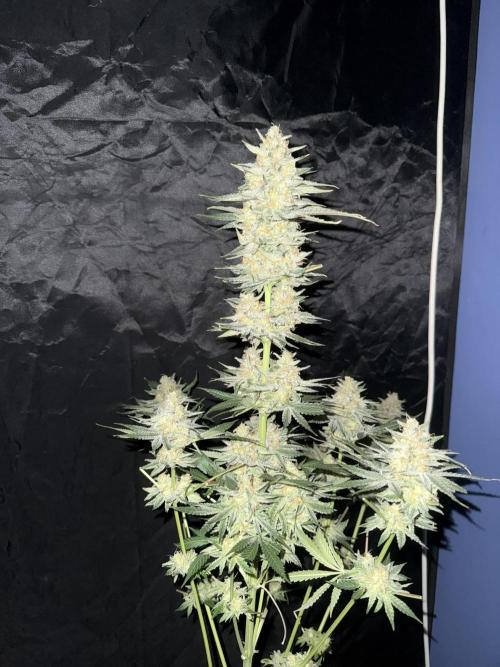 Seguimiento Royal Queen Seeds y Plagron. Week 12