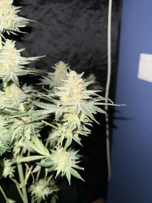 Seguimiento Royal Queen Seeds y Plagron. Week 12