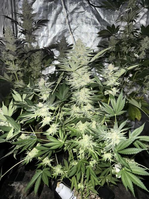 Seguimiento Royal Queen Seeds y Plagron. Week 12