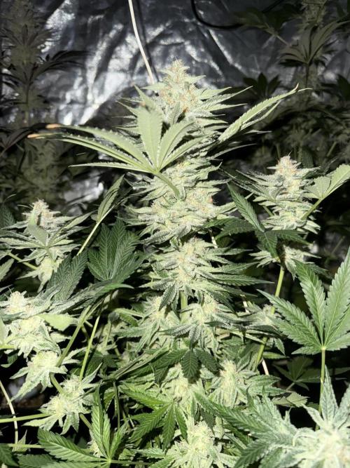 Seguimiento Royal Queen Seeds y Plagron. Week 12