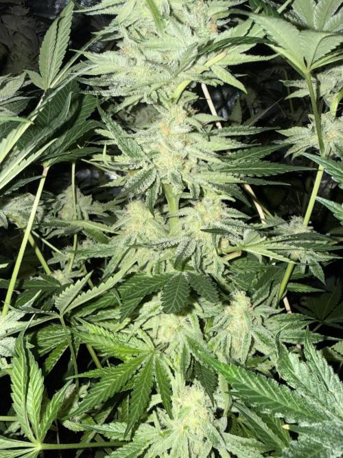 Seguimiento Royal Queen Seeds y Plagron. Week 12