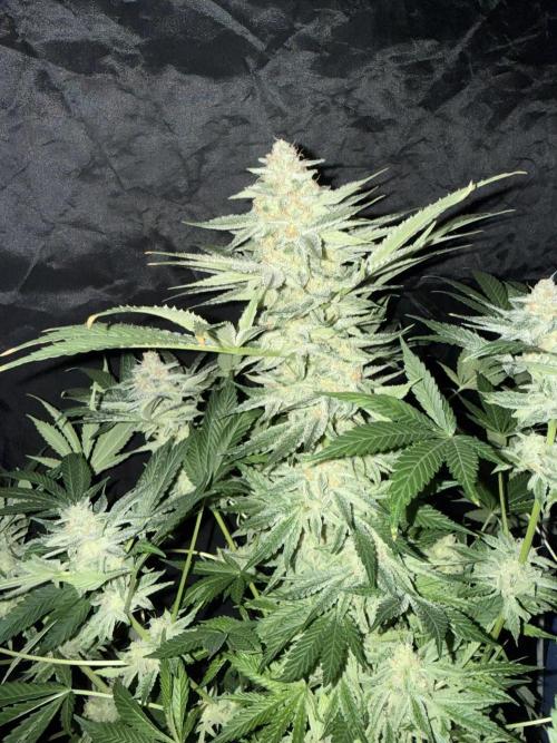 Seguimiento Royal Queen Seeds y Plagron. Week 12