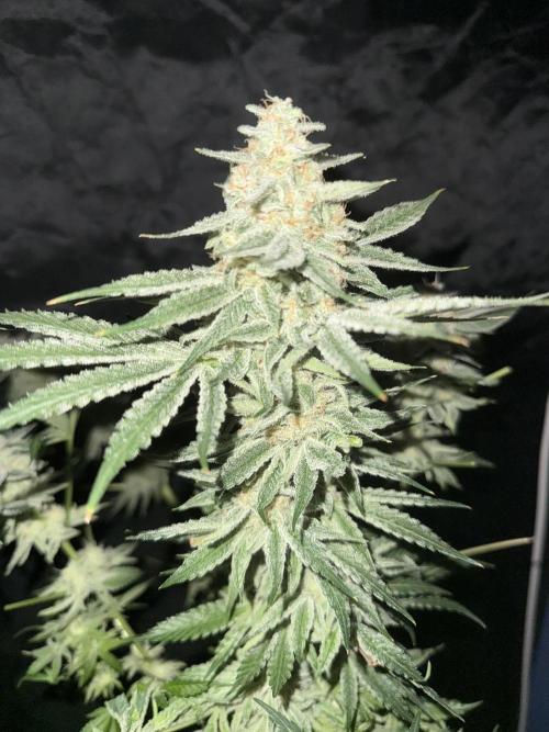 Seguimiento Royal Queen Seeds y Plagron. Week 12