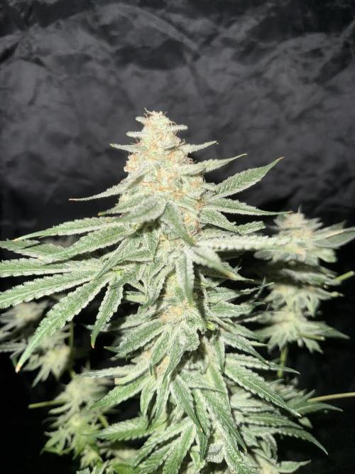 Seguimiento Royal Queen Seeds y Plagron. Week 12