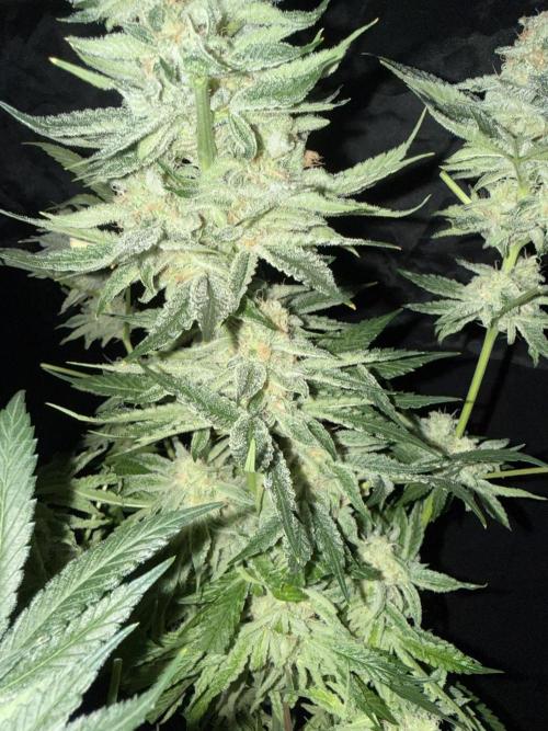 Seguimiento Royal Queen Seeds y Plagron. Week 12